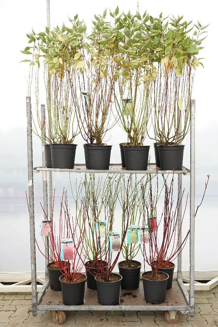 Cornus i sorter C7 (7 liters kruka) 60-80 cm