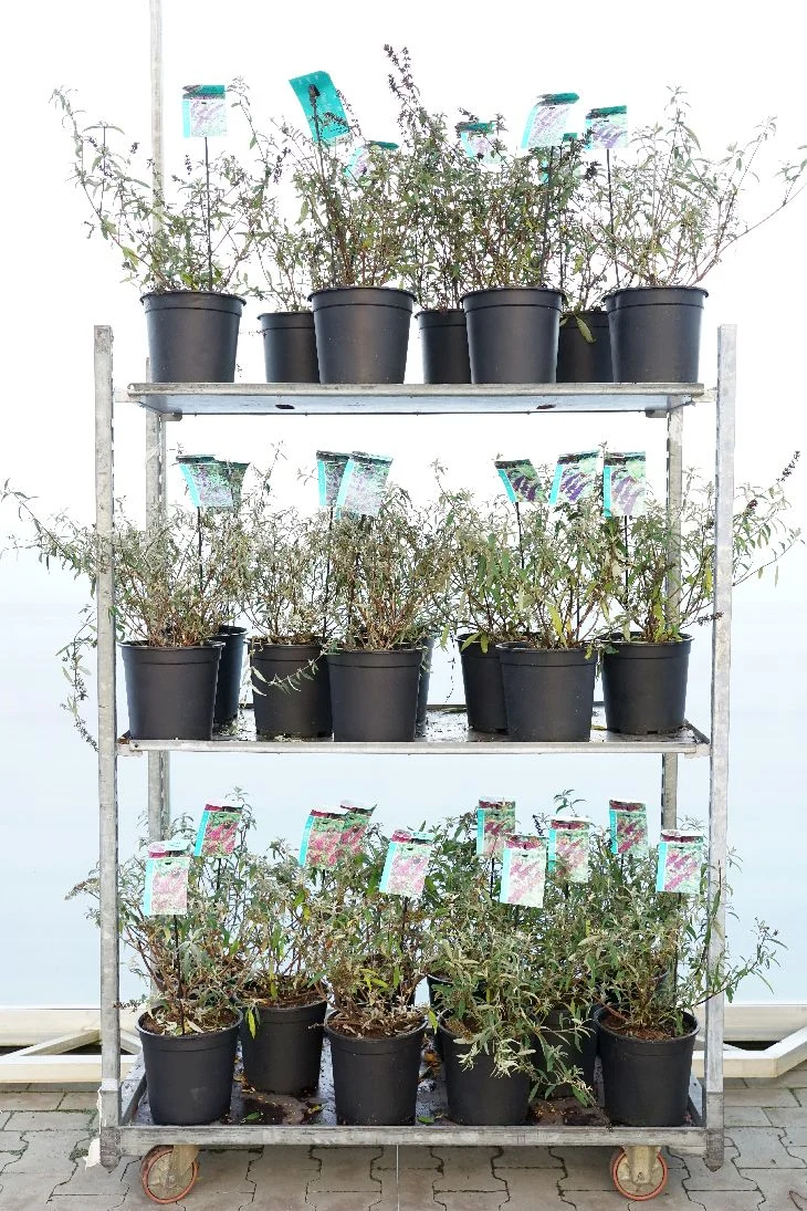 Buddleja davidii i sorter C7 (7 liters kruka) / 24 cm kruka 50-60 cm