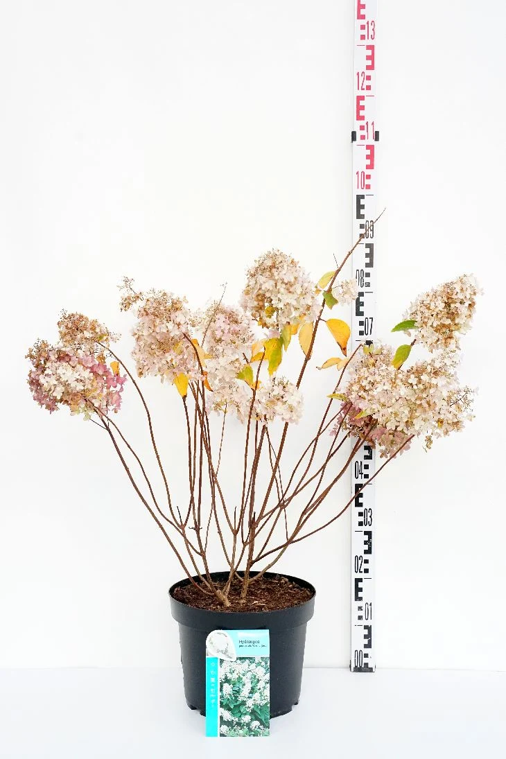 Hydrangea pan. 'Grandiflora' C10 (10 liters kruka) 50-60 cm