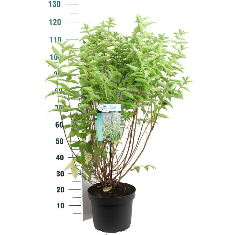 Deutzia scabra 'Plena' C10 (10 liters kruka) 80-100 cm