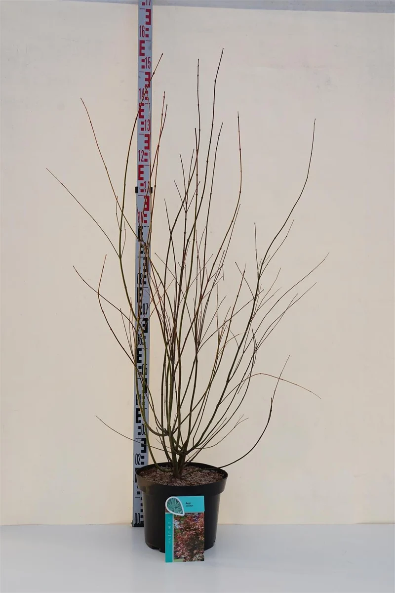 Acer palmatum 80-100 cm C10 (10 liters kruka)