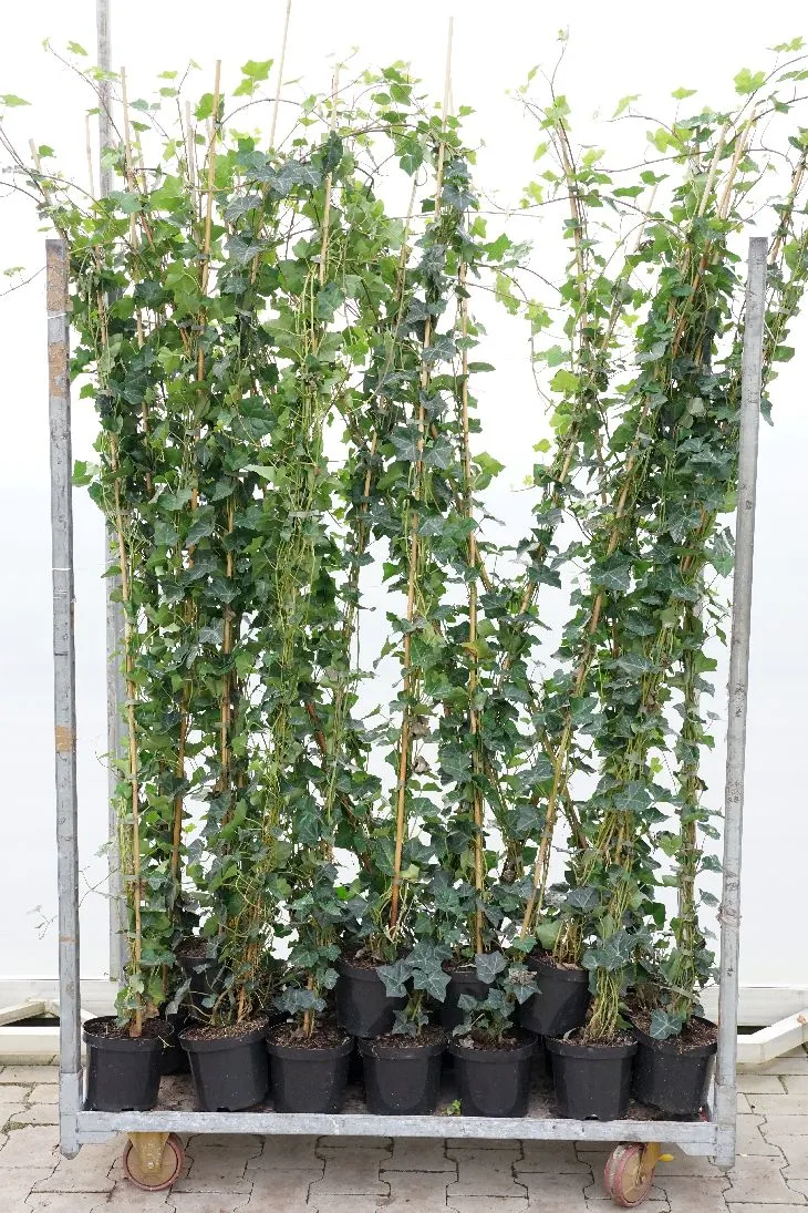 Hedera hibernica 175-200 cm, C3 (3 liters kruka)