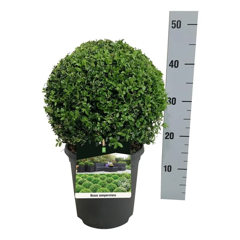 Buxus sempervirens Klot 25 cm C4 (4 liters kruka)
