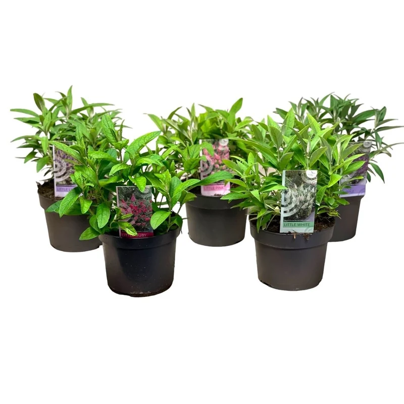 Buddleja d. 'Butterfly Candy Collection'® C3 (3 liters kruka) / 19 cm kruka