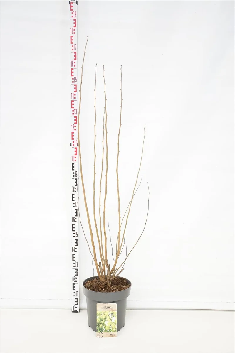 Corylus avellana C12 (12 liters kruka) 125-150 cm