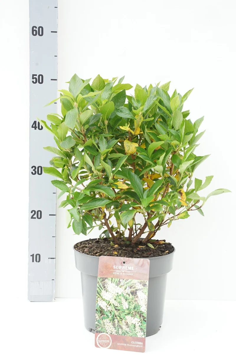 Clethra alnifolia 'Hummingbird' C5 (5 liters kruka) 40-50 cm