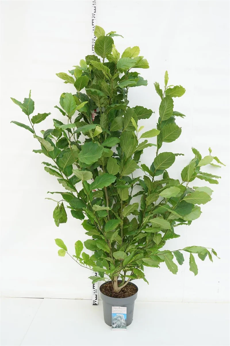 Magnolia kobus C12 (12 liters kruka) 125-150 cm