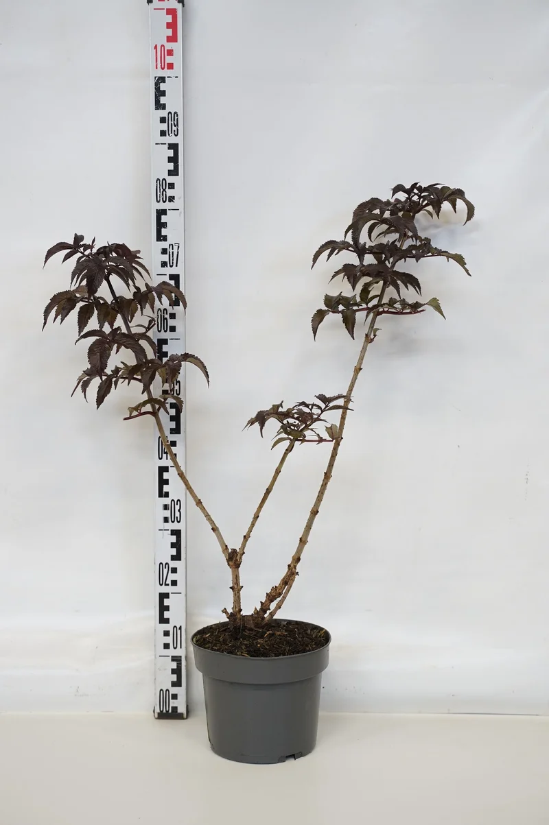 Sambucus nigra 'Black Tower' C4 (4 liters kruka) 40-60 cm