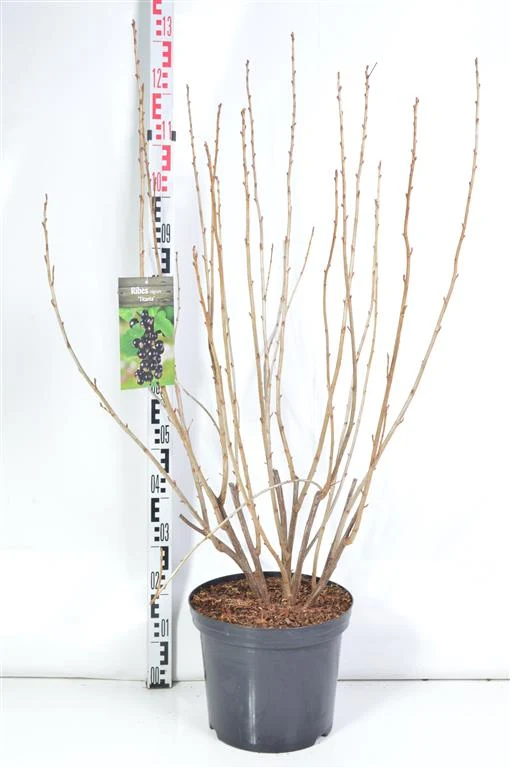 Ribes nigr. 'Titania' C12 (12 liters kruka) 100-125 cm