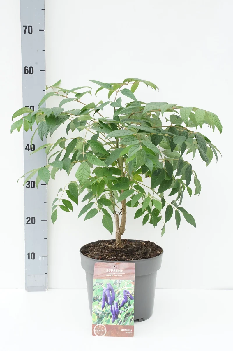 Decaisnea fargesii C4 (4 liters kruka) 40-60 cm