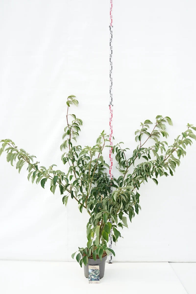 Cornus contr. 'Pagoda' C12 (12 liters kruka) 100-125 cm