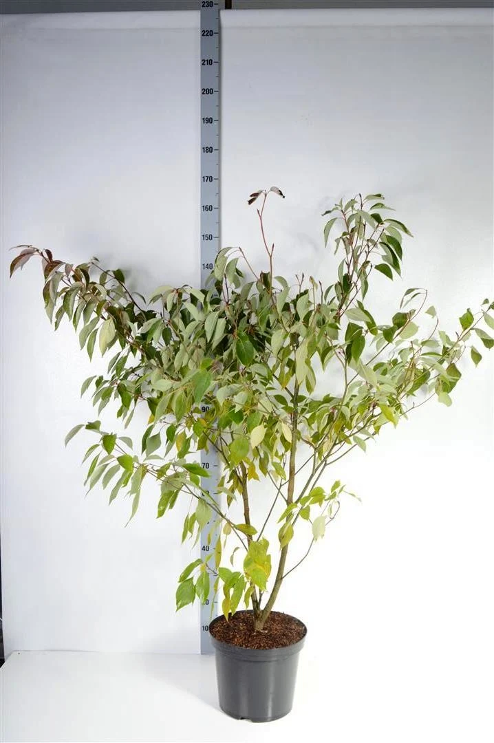 Cornus controversa C12 (12 liters kruka) 125-150 cm