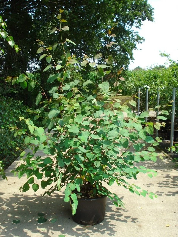 Cercidiphyllum japonicum C12 (12 liters kruka) 150-175 cm