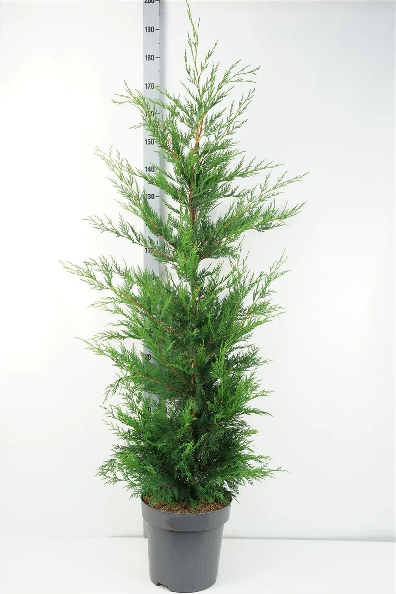 Cupressocyparis leylandii C12 (12 liters kruka) 175-200 cm