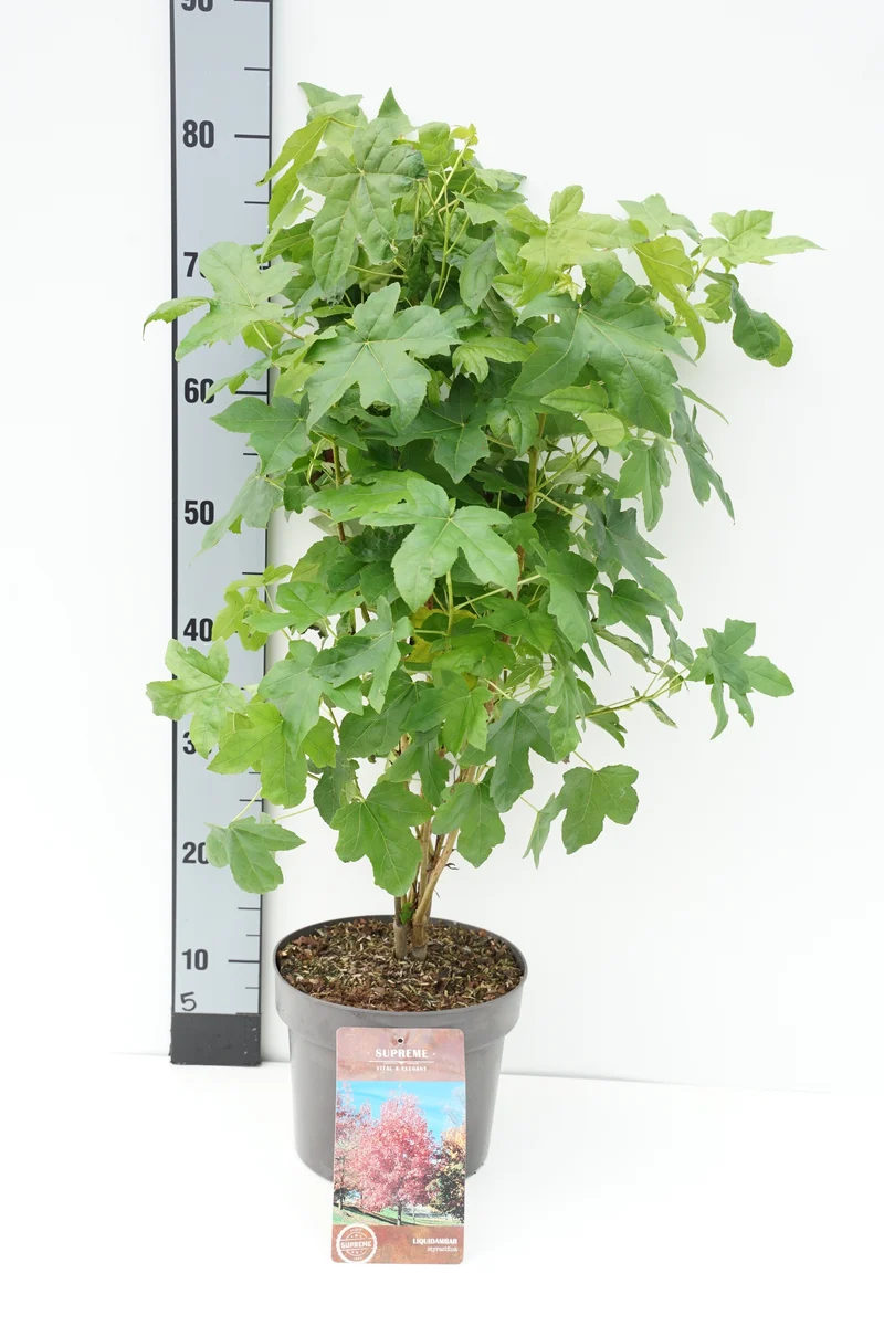 Liquidambar styraciflua C4 (4 liters kruka) 40-60 cm