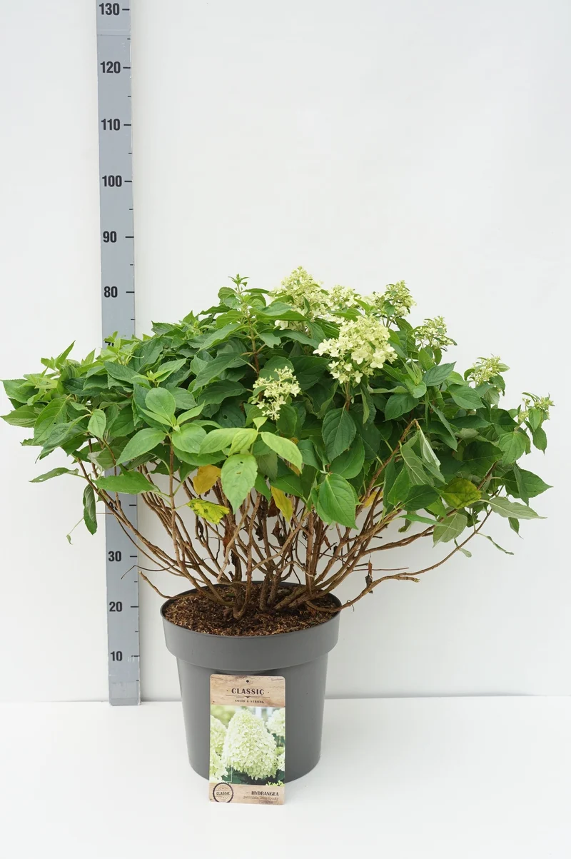 Hydrangea pan. 'Little Spooky'® C12 (12 liters kruka) 60-80 cm