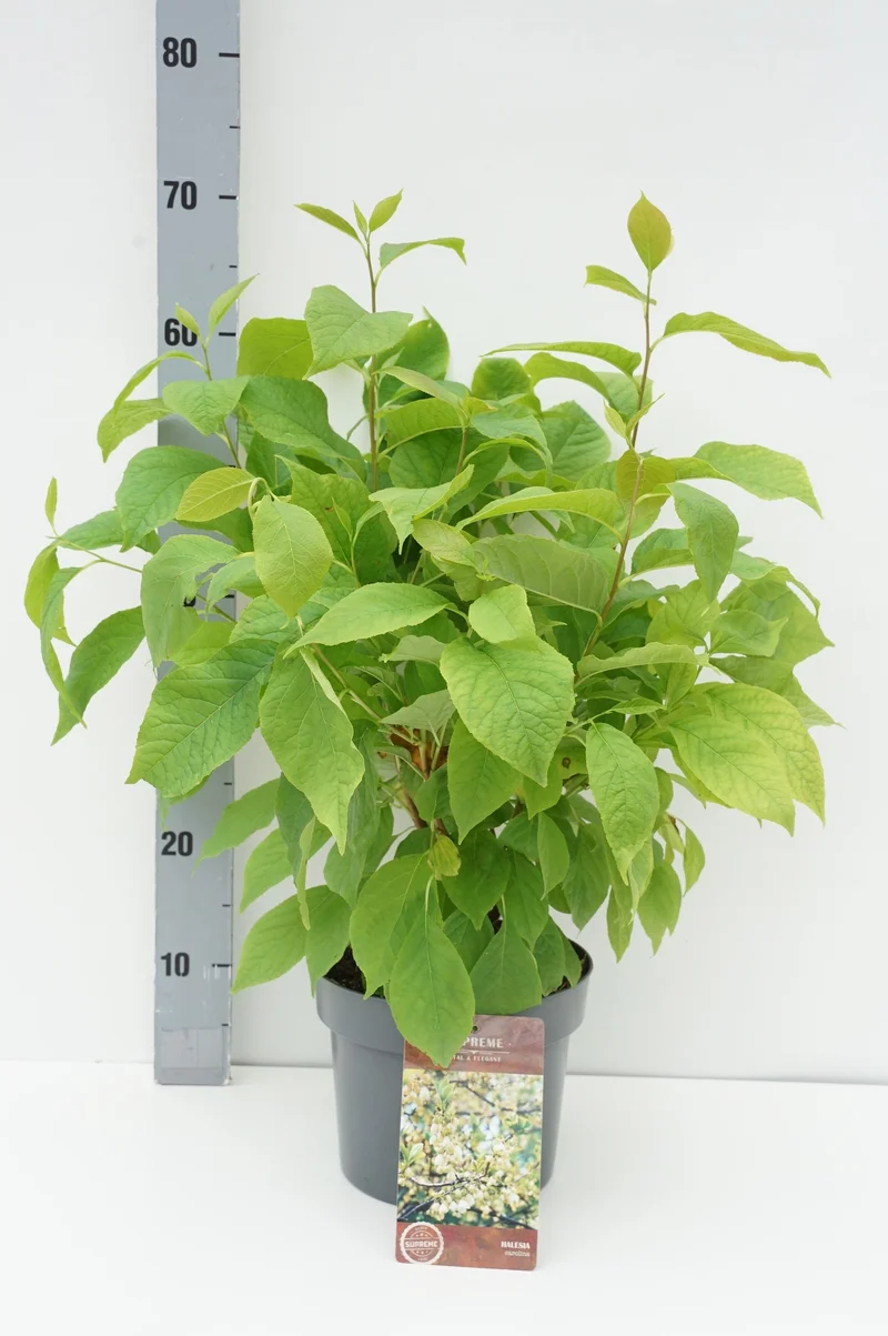 Halesia carolina C4 (4 liters kruka) 40-60 cm