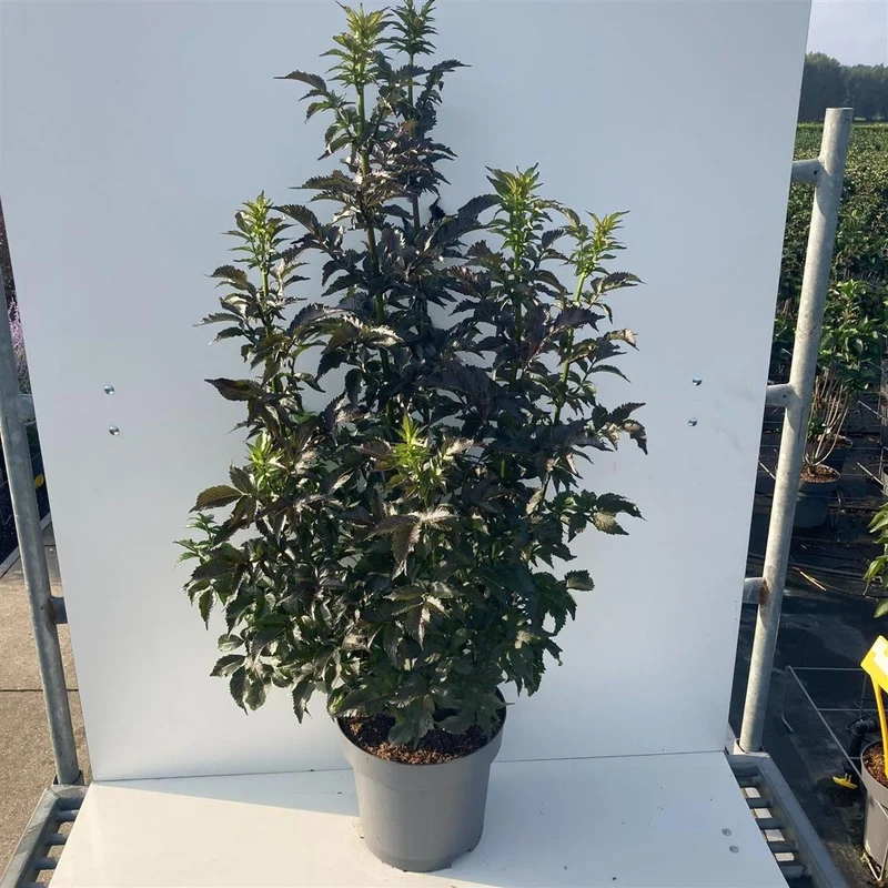 Sambucus nigra 'Black Tower' C12 (12 liters kruka) 80-100 cm