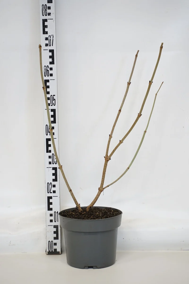 Sambucus nigra 'Black Lace' C4 (4 liters kruka) 40-60 cm