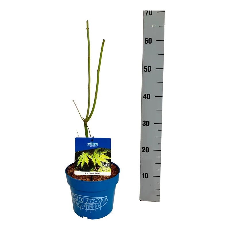 Acer 'Arctic Jade'® (Jack Frost) C3 (3 liters kruka) 40-50 cm