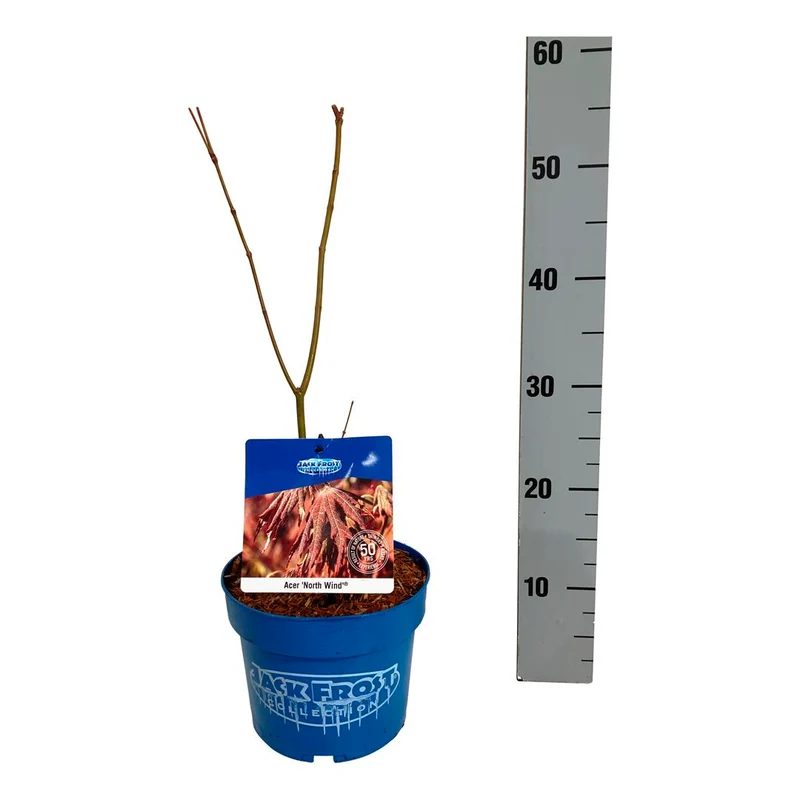 Acer 'North Wind'® (Jack Frost) 40-50 cm C3 (3 liters kruka)