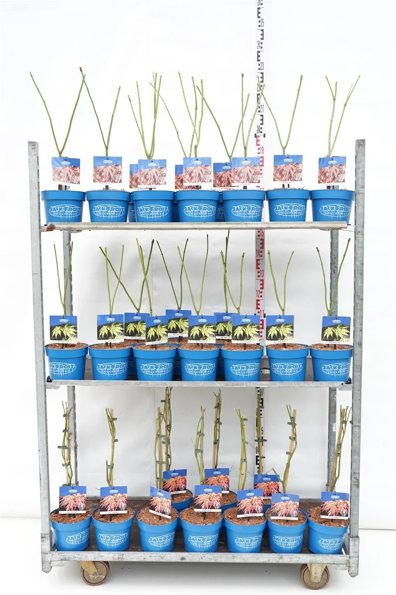 Acer (Jack Frost®) i sorter C3 (3 liters kruka) / 19 cm kruka 40-50 cm
