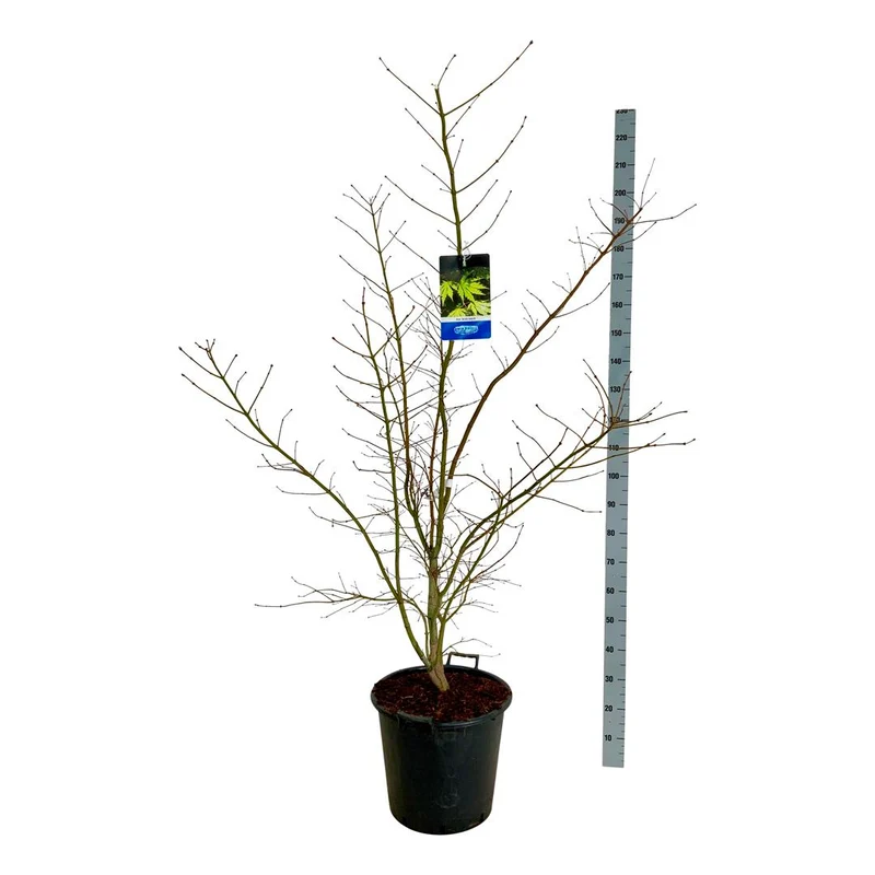 Acer 'Arctic Jade'® (Jack Frost) C30 (30 liters kruka) 125-150 cm extra