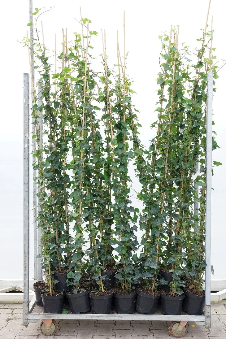 Hedera hibernica 150-175 cm C3 (3 liters kruka) / 19 cm kruka