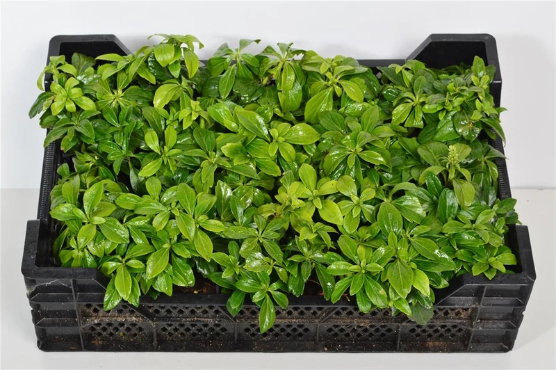 Pachysandra term. 'Green Carpet' 9 cm kruka