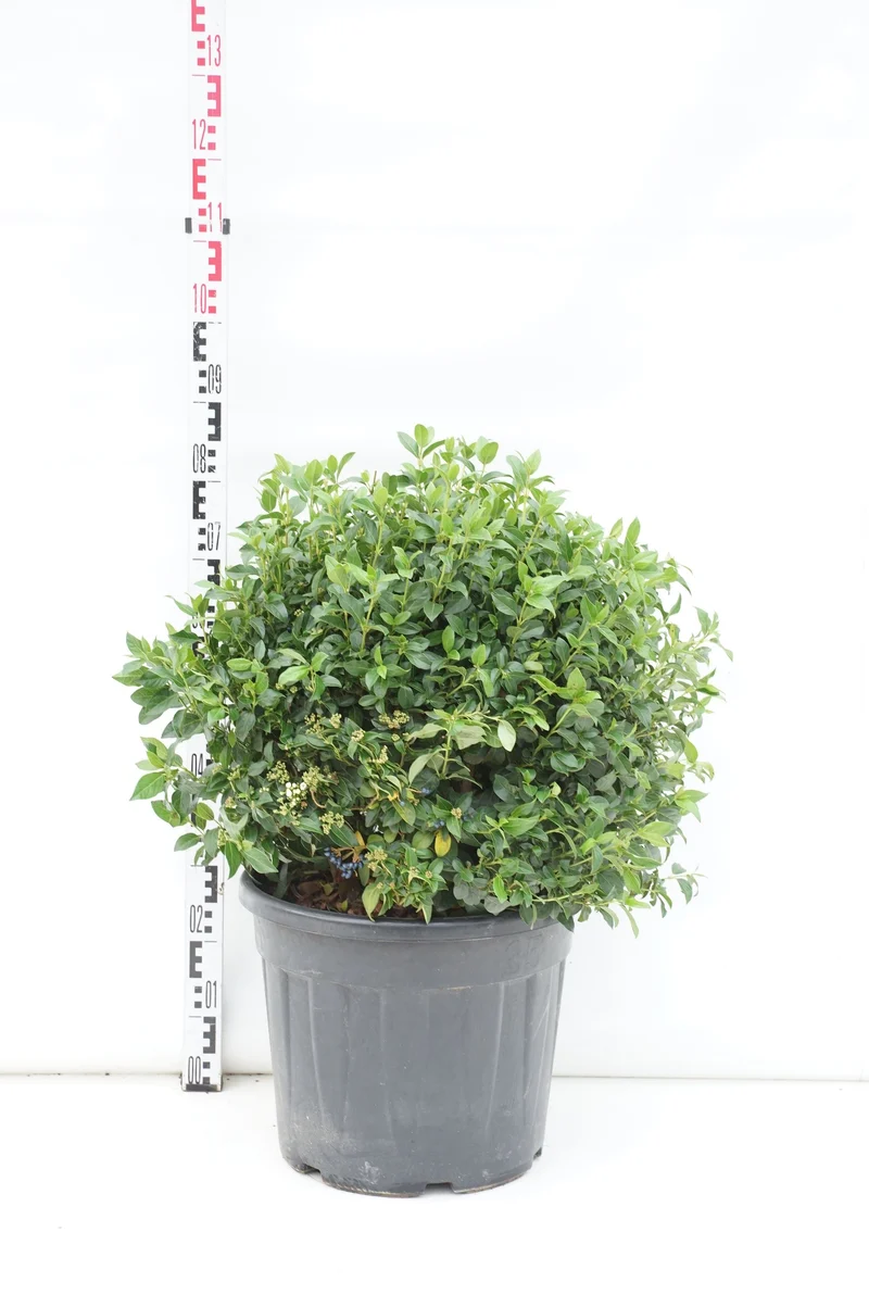 Hedera helix C1,5 (1,5 liters kruka) 100-125 cm