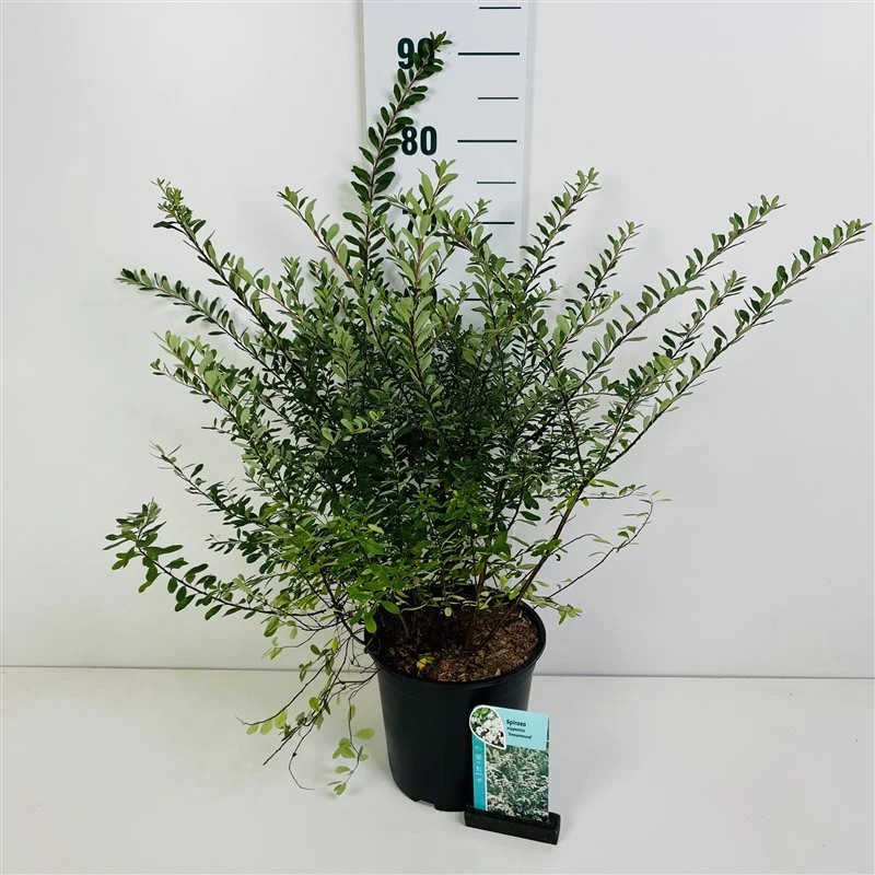 Spiraea nipp. 'Snowmound' C7 (7 liters kruka) 50-60 cm