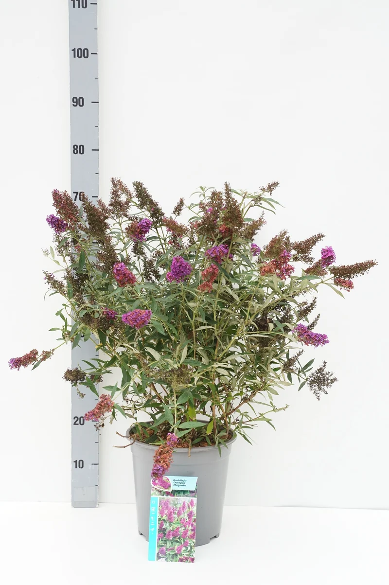 Buddleja d. 'Octopus Magenta'® C7 (7 liters kruka) 40-50 cm