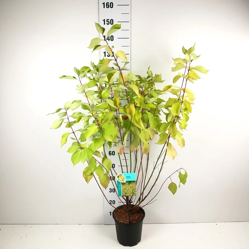 Cornus alba 'Aurea' C7 (7 liters kruka) 60-80 cm