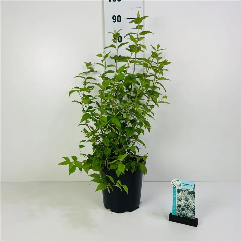Philadelphus 'Belle Etoile' C7 (7 liters kruka) 60-80 cm