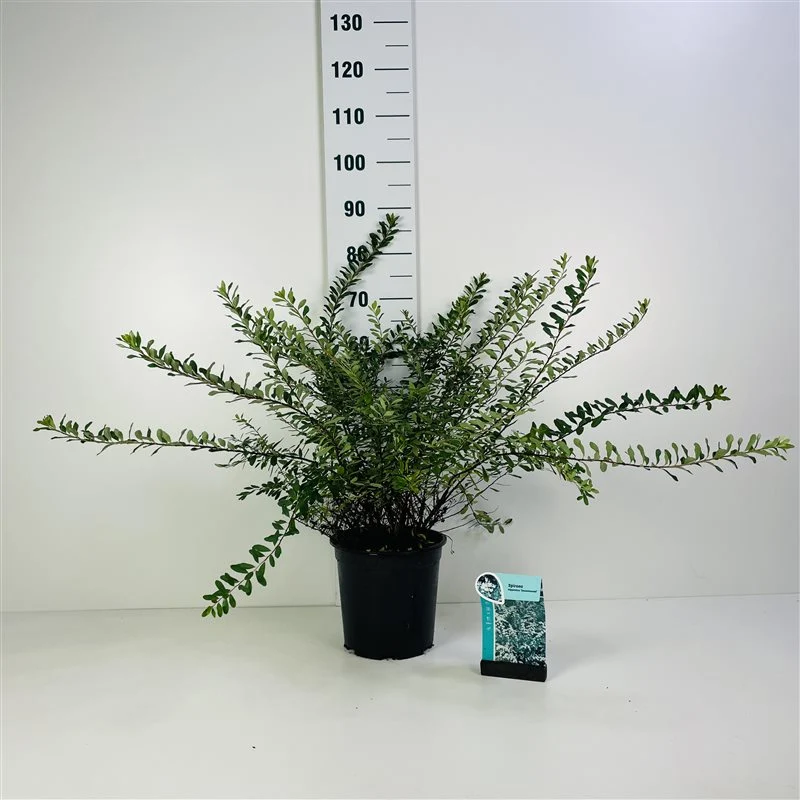 Spiraea vanhouttei C7 (7 liters kruka) 50-60 cm