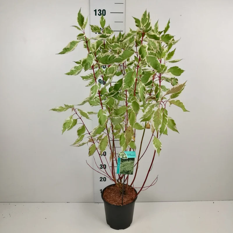 Cornus alba 'Elegantissima' 60-80 cm, C7 (7 liters kruka)