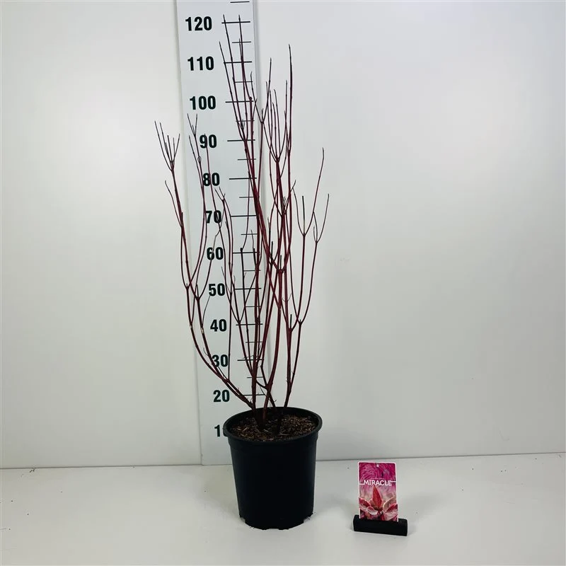 Cornus alba 'Miracle'® C7 (7 liters kruka) 60-80 cm