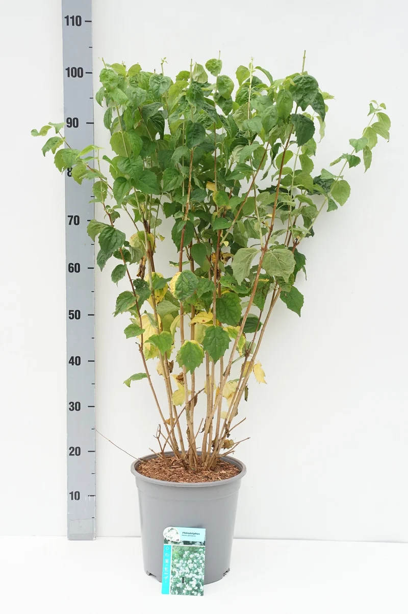 Philadelphus 'Pearls of Perfume'® C7 (7 liters kruka) 60-80 cm