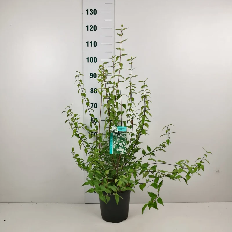 Philadelphus 'Lemoinei' C7 (7 liters kruka) 60-80 cm