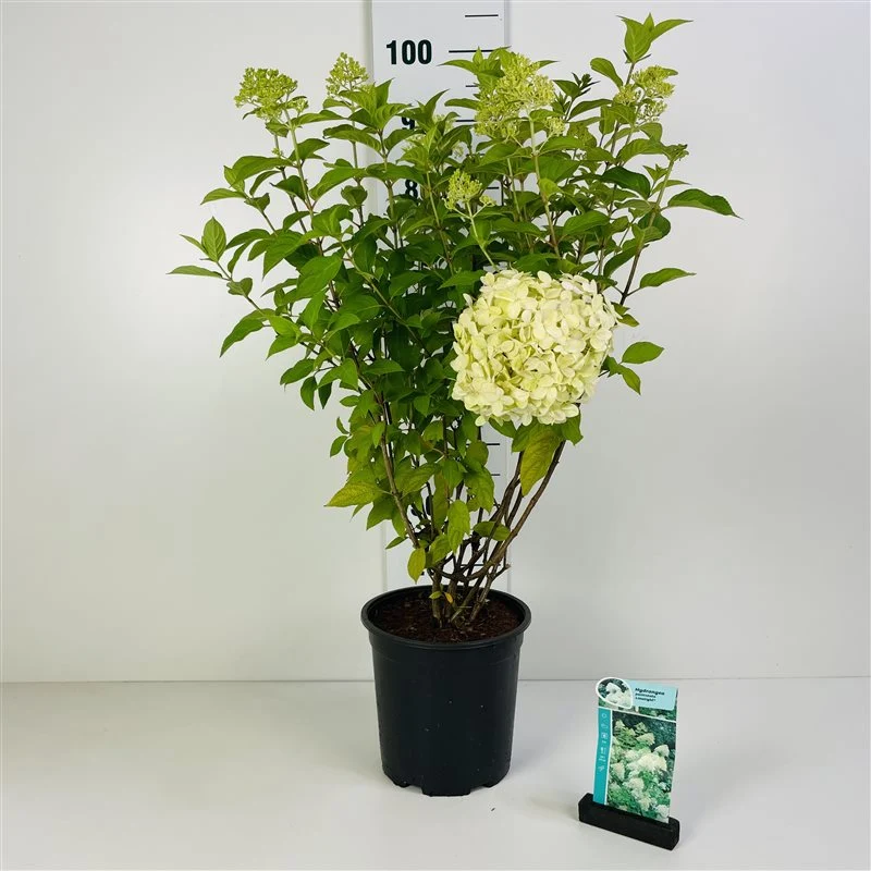 Hydrangea pan. 'Limelight' C7 (7 liters kruka) 60-80 cm