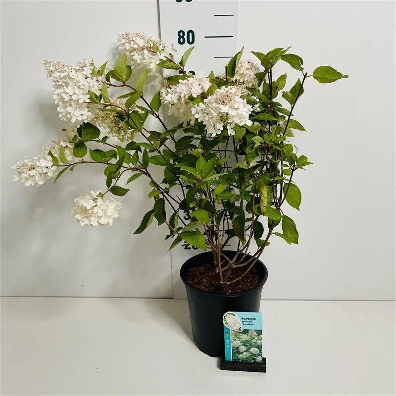 Hydrangea pan. 'Grandiflora' C7 (7 liters kruka) 50-60 cm