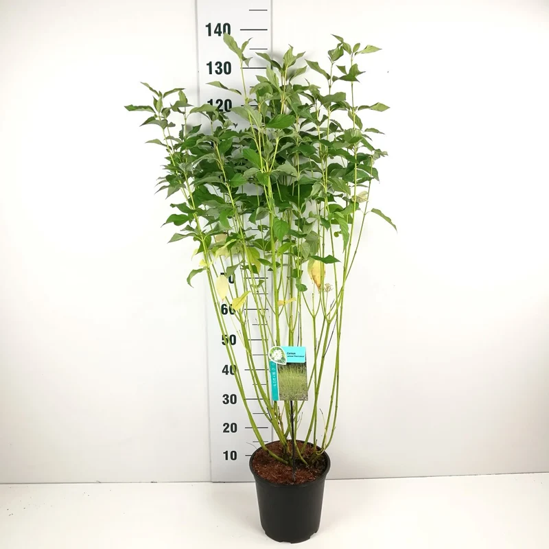 Cornus sericea 'Flaviramea' 60-80 cm, C7 (7 liters kruka)