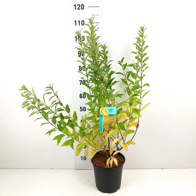 Forsythia int. 'Week-End' C7 (7 liters kruka) 60-80 cm