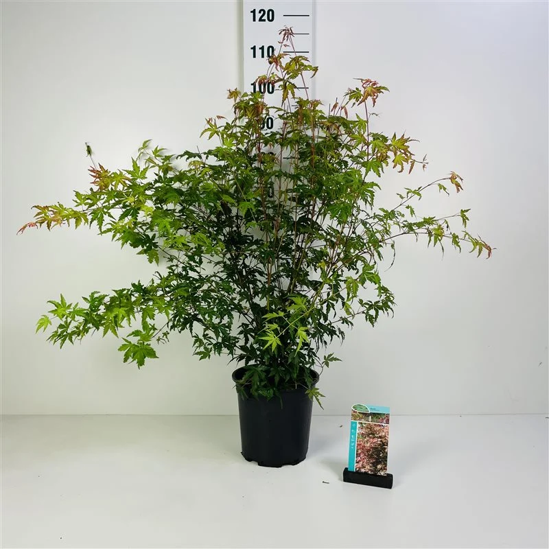 Acer palmatum C7 (7 liters kruka) 60-80 cm