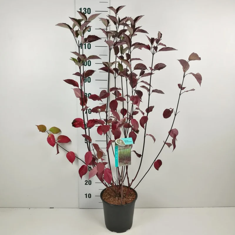 Cornus alba 'Kesselringii' C7 (7 liters kruka) 60-80 cm