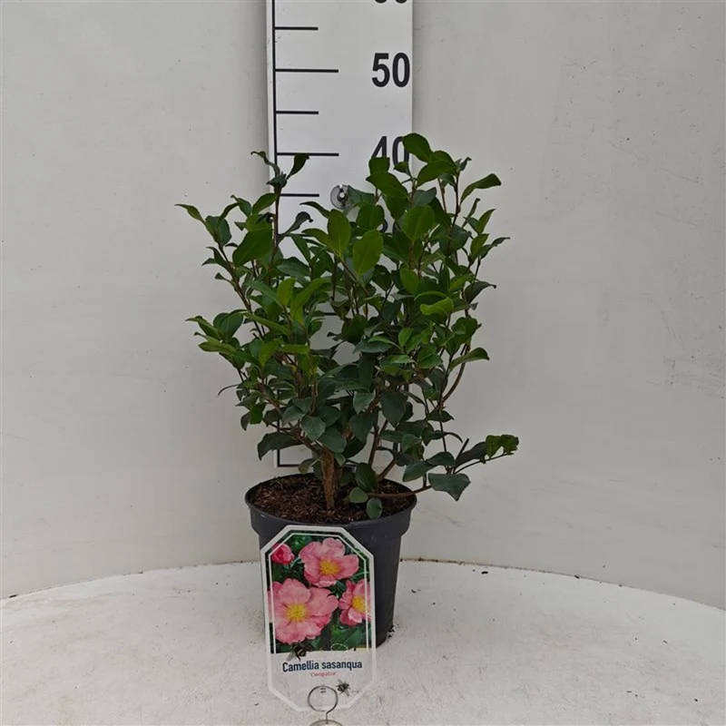Camellia sas. 'Cleopatra' C3 (3 liters kruka) 30-40 cm