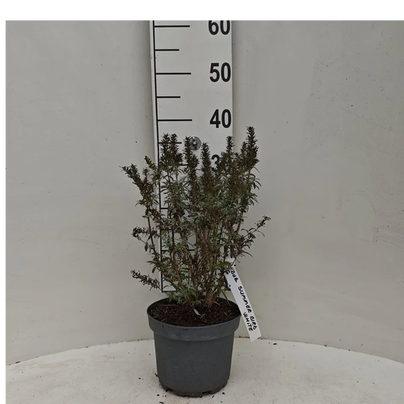 Buddleja davidii 'Summer Bird White' 30-40 cm, C3 (3 liters kruka)