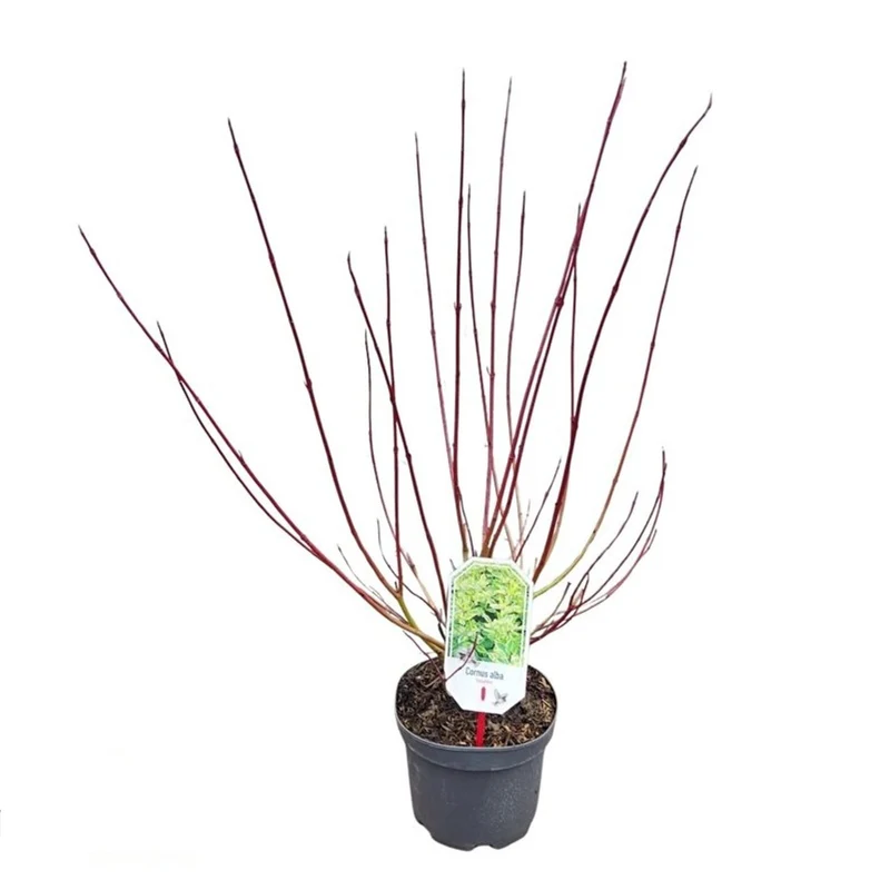 Cornus alba 'Spaethii' C3 (3 liters kruka) 30-40 cm