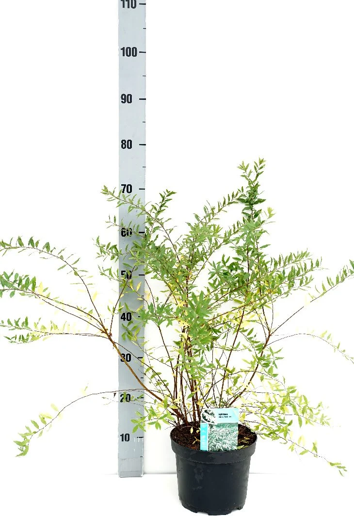 Spiraea cinerea 'Grefsheim' C3 (3 liters kruka) 50-60 cm