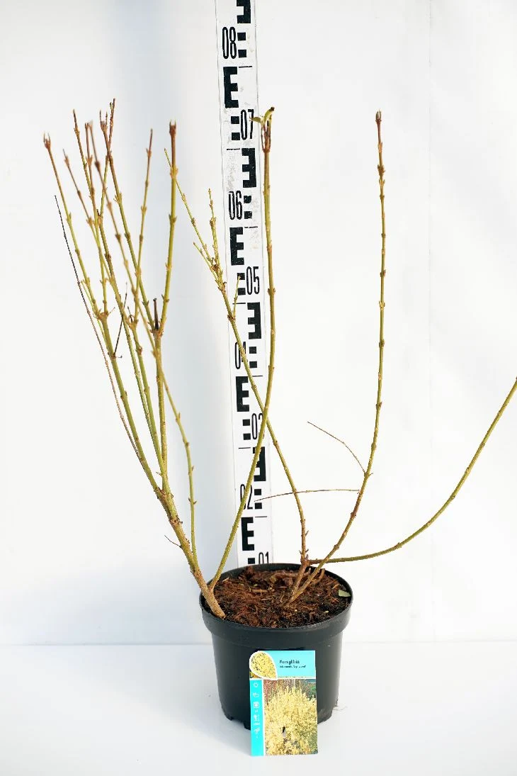 Forsythia int. 'Lynwood' 50-60 cm C3 (3 liters kruka)